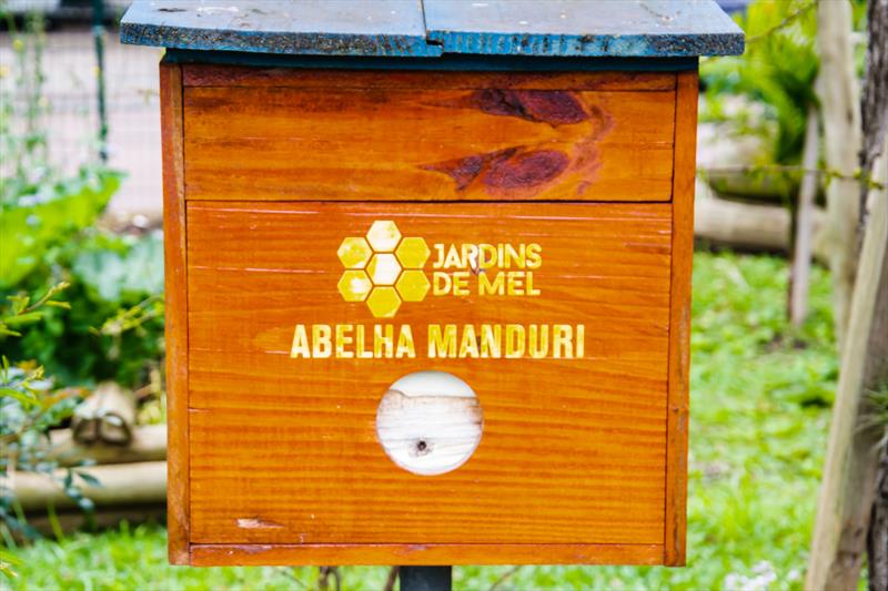 Entenda a importância das abelhas e conheça os Jardins de Mel de Curitiba