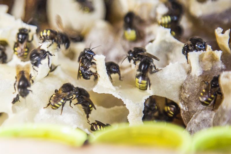 As abelhas são responsáveis pela polinização de 90% das plantas brasileiras. Foto: Pedro Ribas