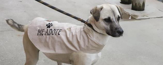 Curitiba promove ações em estilo test drive para incentivar adoção de cães
