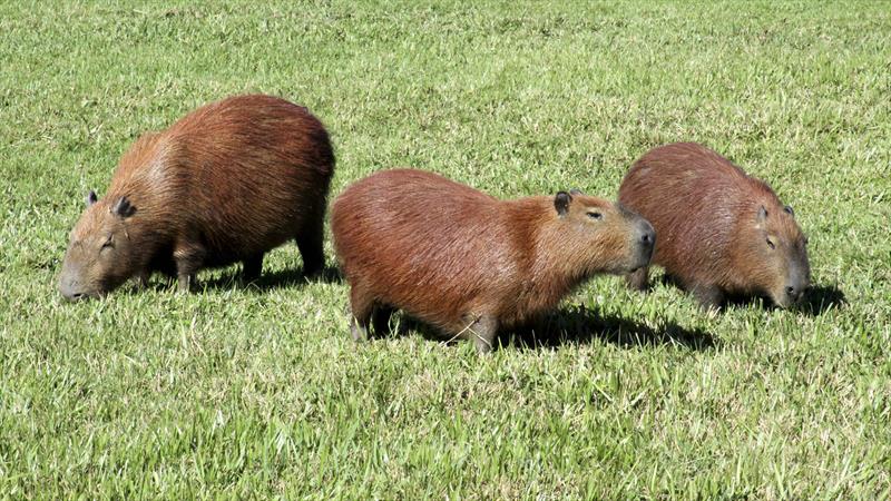 Quebra Cabeça Capivara – Curitiba na Bagagem