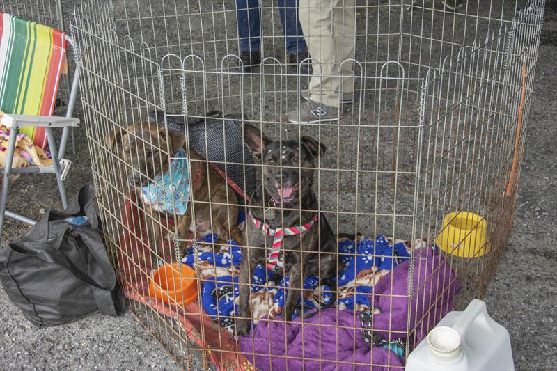 Curitiba abre inscrição de cães para primeiro evento de adoção Amigo Bicho do ano. Foto: Levy Ferreira/SMCS