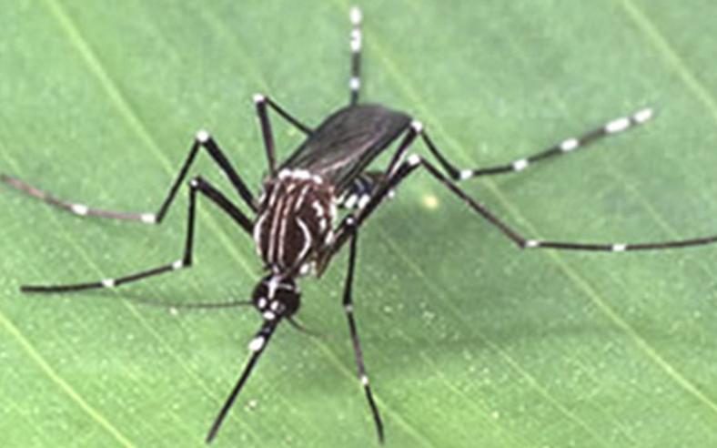 Painel da Dengue mostra que Curitiba registrou 384 novos casos da doença