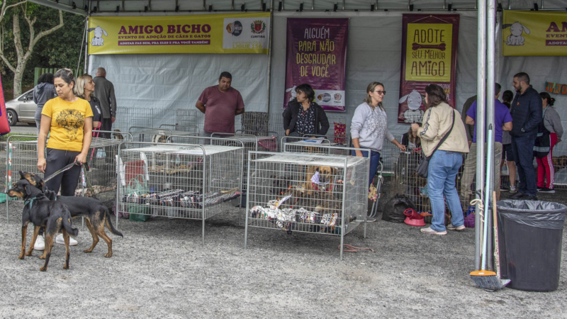 Amigo Bicho terá 60 cães disponíveis para adoção neste sábado em Curitiba
